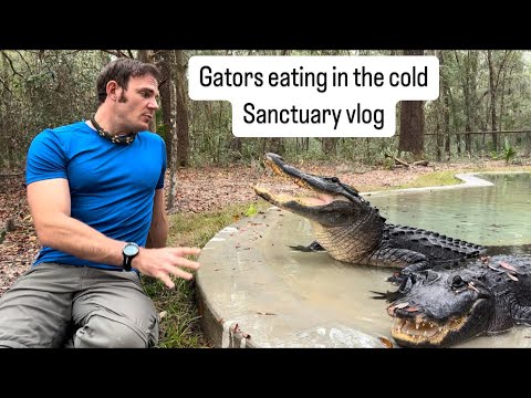 Gators eating in the cold & sanctuary vlog