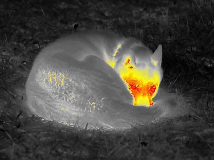 Thermal image of sleeping husky