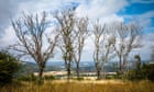 Ash dieback experts identify shoots of hope for Britain’s threatened trees