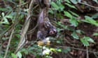 Week in wildlife in pictures: a dangling marmoset, rare leopard babies and an eyelash snake