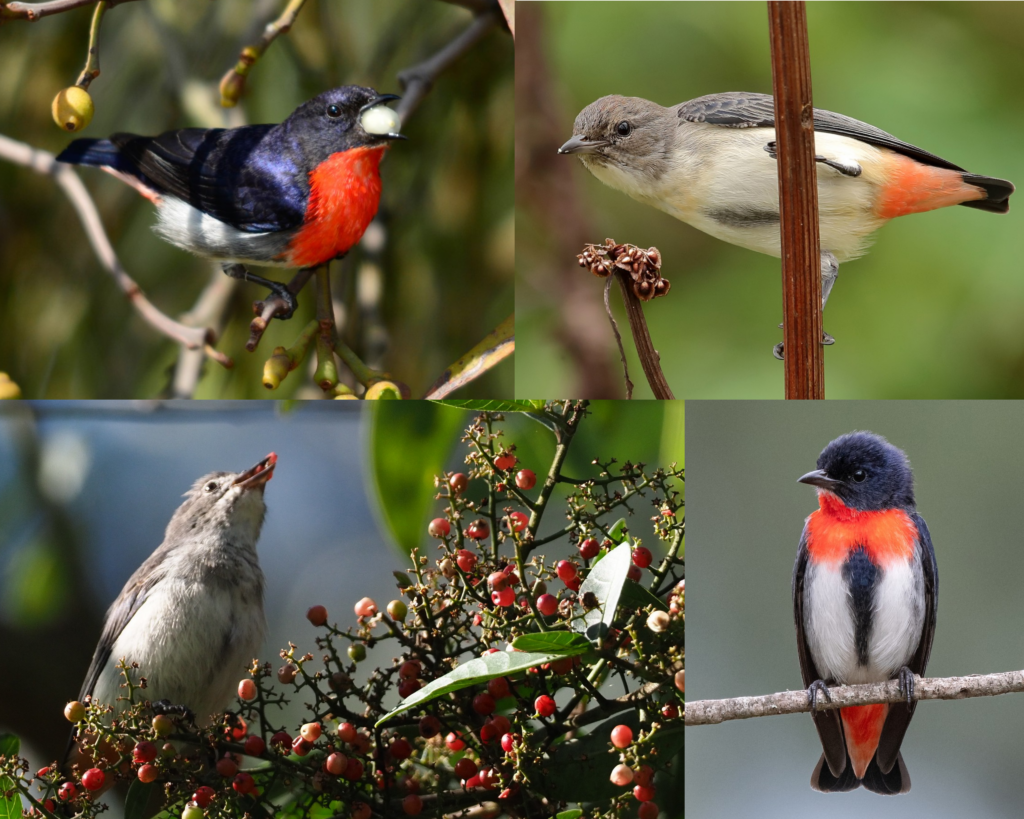 The mistletoebird (Dicaeum hirundinaceum) of Australia and Indonesia specializes in feeding on mistletoe berries — digesting the flesh and depositing …