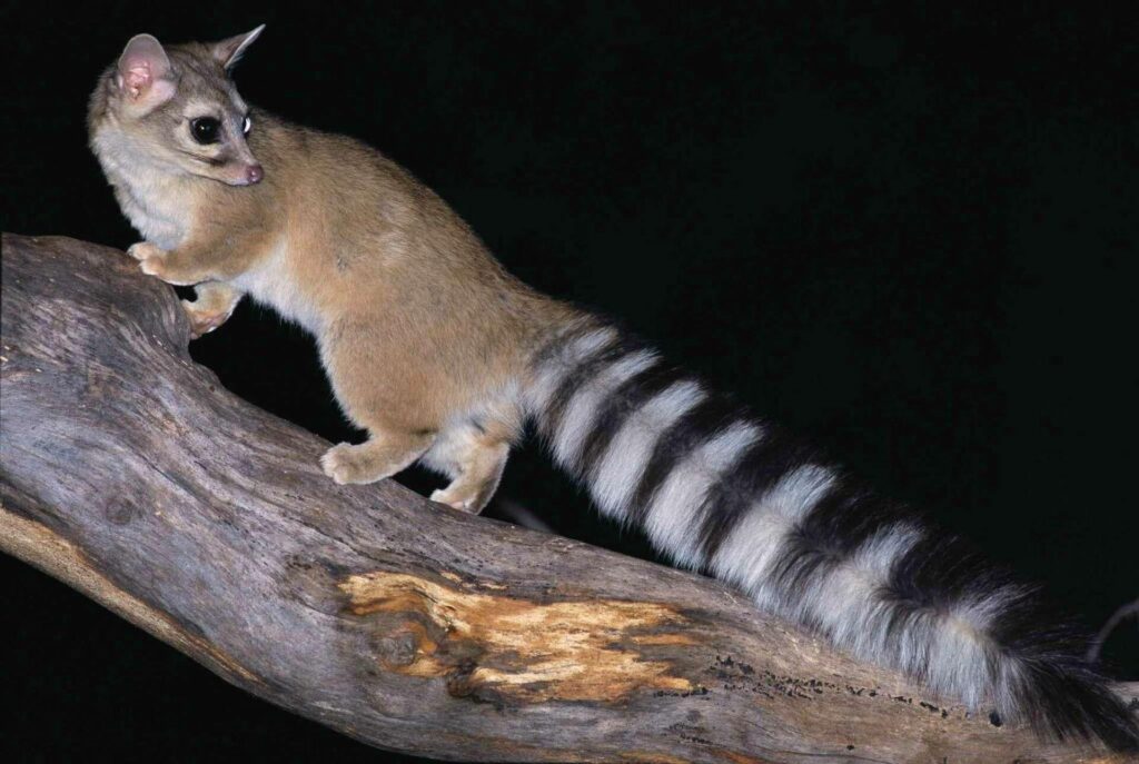 Ringtail (Bassariscus astutus)