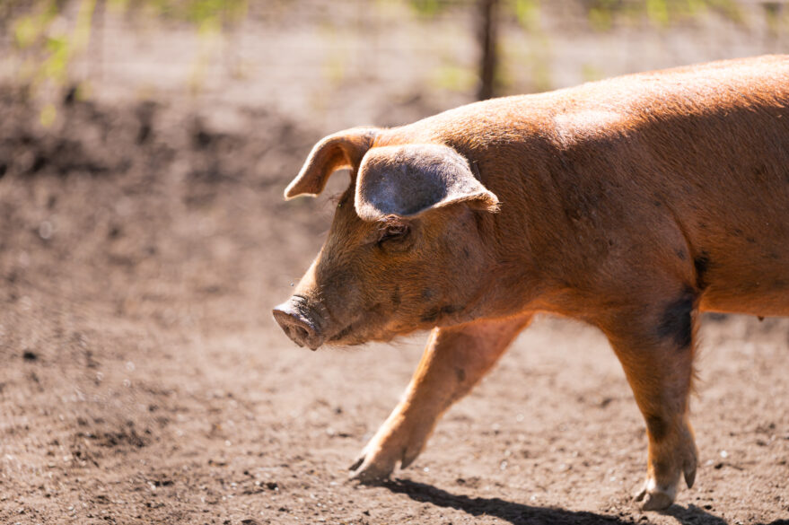 How Animal Advocates Are Bracing for Trump’s Return