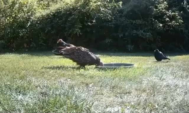 Crow stirs up shit between two vultures so it can drink water in peace