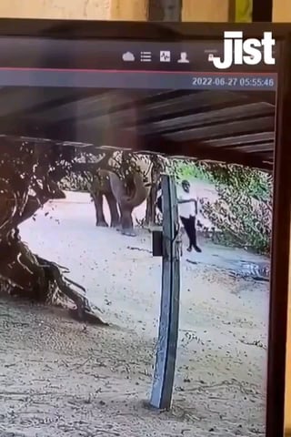 Elephant alerts a man in it’s path instead of harming