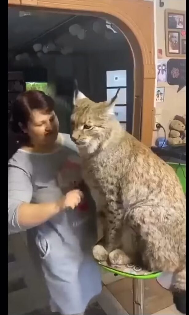 A pensioner from Siberia decided to give a home to an adult lynx after it was rescued from a fur farm.