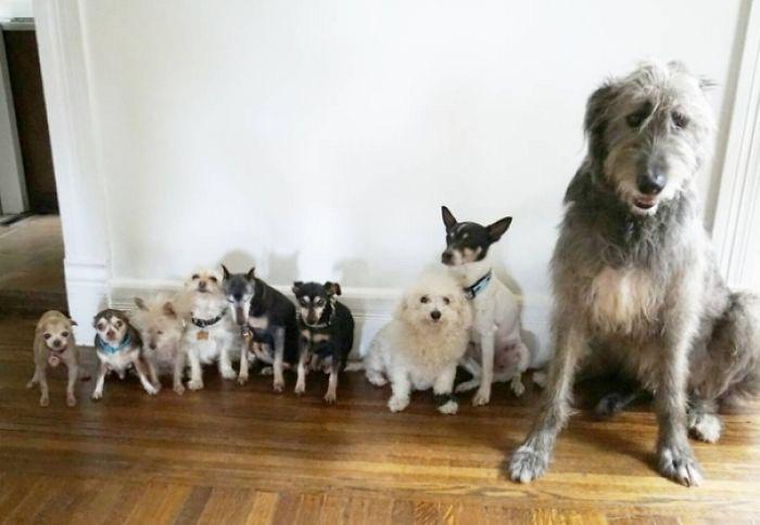 Man devotes his life to adopting old dogs who can’t find forever homes