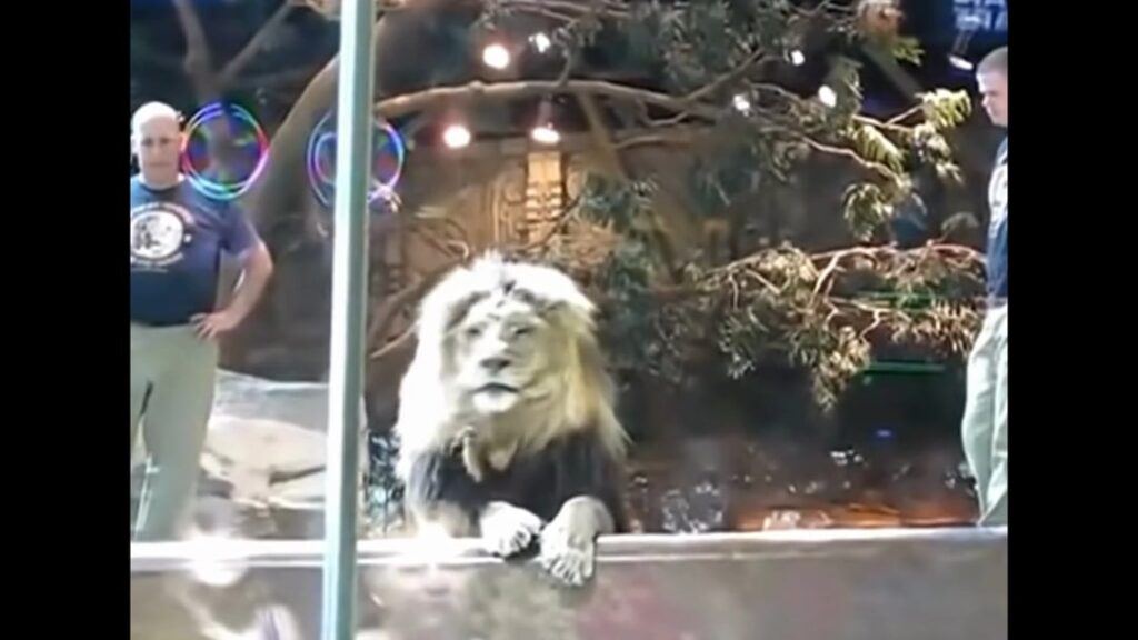 Lioness preventing Lion from attacking a Zookeeper who kept making direct eye contact with the Lion