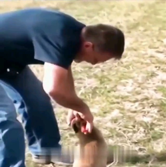 This guy removes a can from a Foxes head