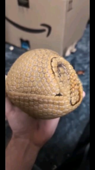 The perfect way the pieces of this armadillo fit together