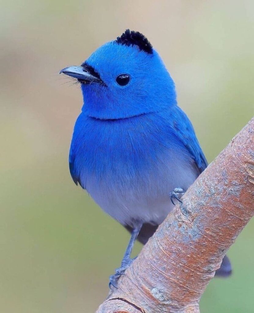 black naped monarch( Hypothymis azurea)