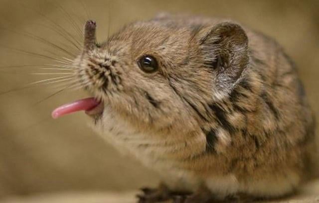 The short /round eared elephant shrew