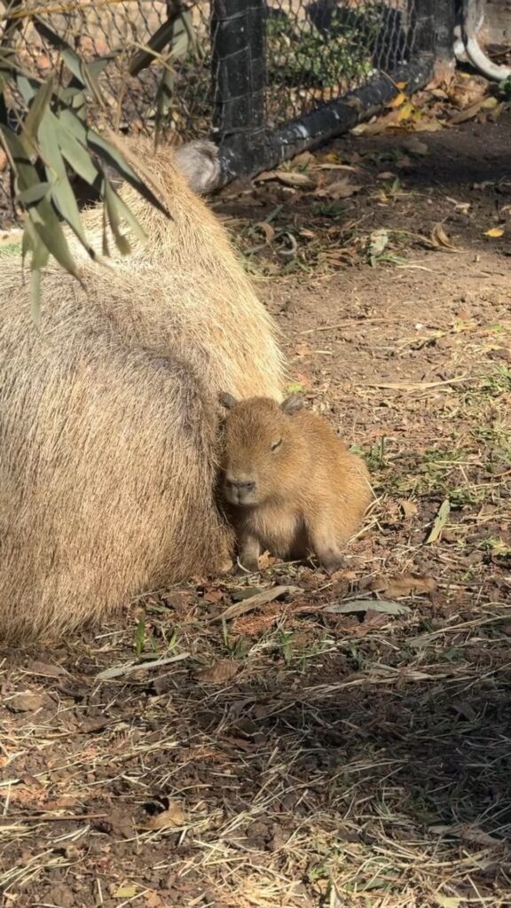 Those baby capybara ears