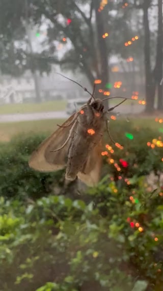 A neighbor recorded my tree getting struck by lightning (bonus moth)