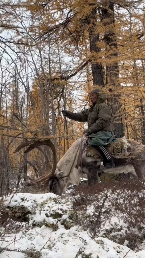 Dukha man singing a native song while riding a Reindeer, they are one of the last tribes of people that ride reindeer