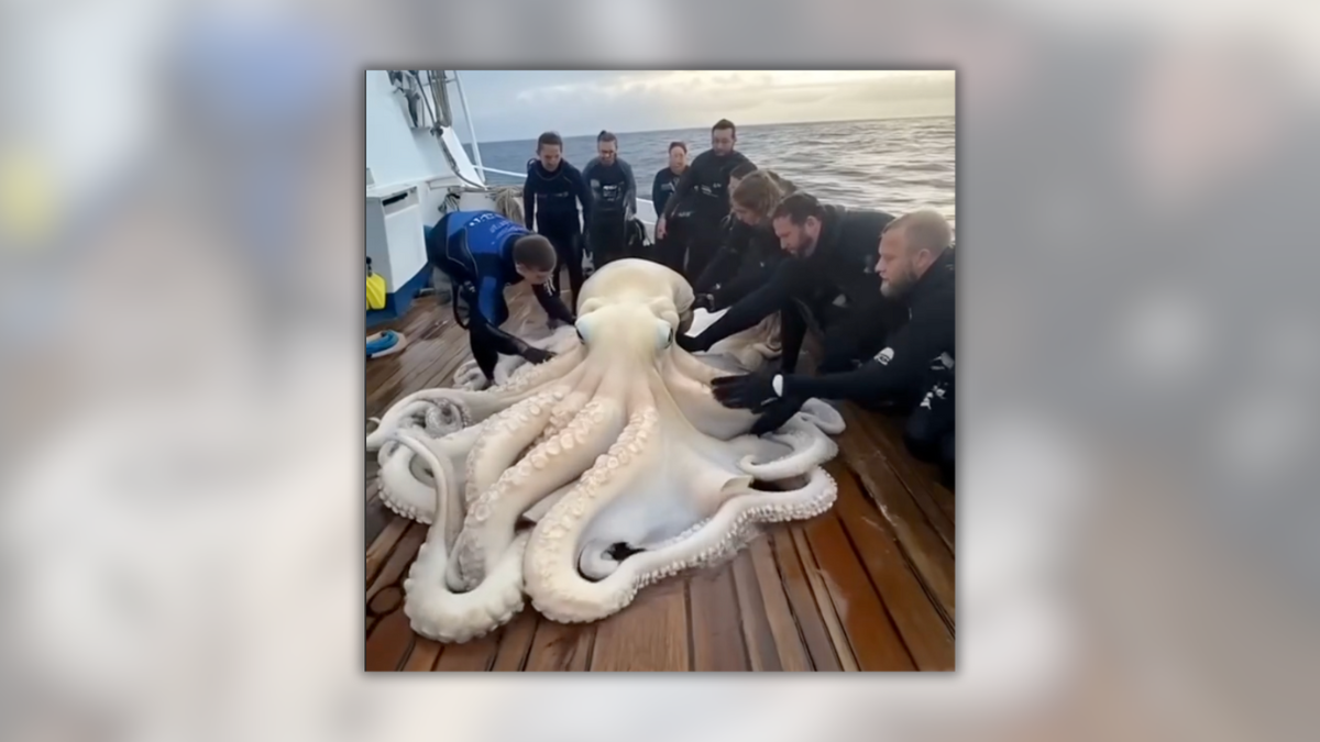 Video of ‘Giant Sea White Octopus’ is Fake