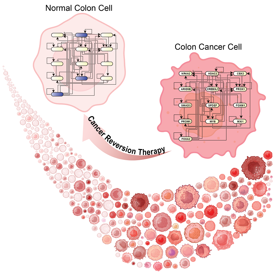 Korean researchers developed a new technology to treat cancer cells by reverting them to normal cells without killing them