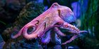 If Humans Die Out, Octopuses Already Have the Chops to Build the Next Civilization, Scientist Claims