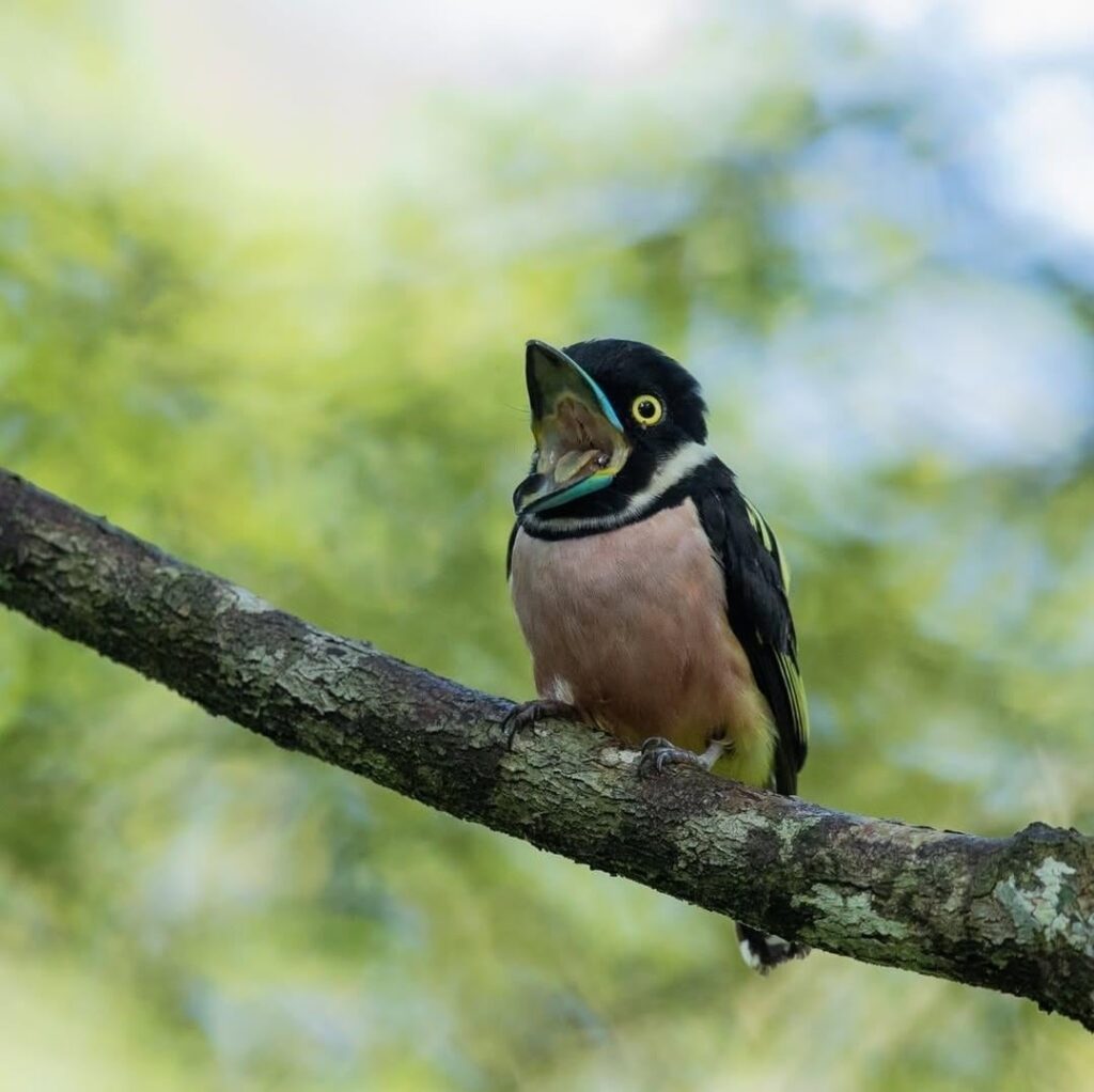 Eurylaimus ochromalus, aka black-and-yellow broadbill. Derp.