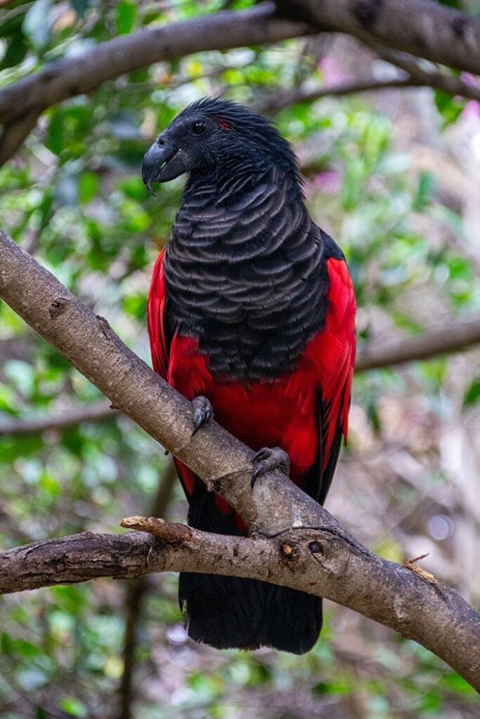 Just learned about the existence of DRACULA PARROTS 🩸