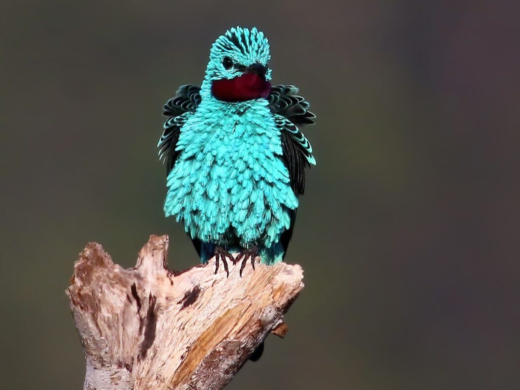 spangled cotinga (Cotinga cayana)