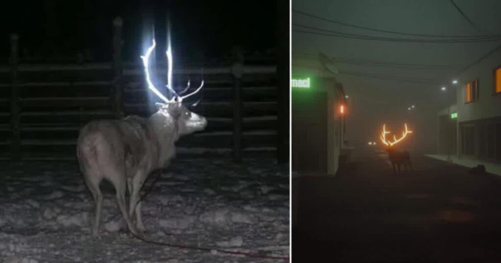 Finland’s reflected sprays on Reindeers to prevent traffic accidents