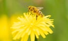 High fertiliser use halves numbers of pollinators, world’s longest study finds