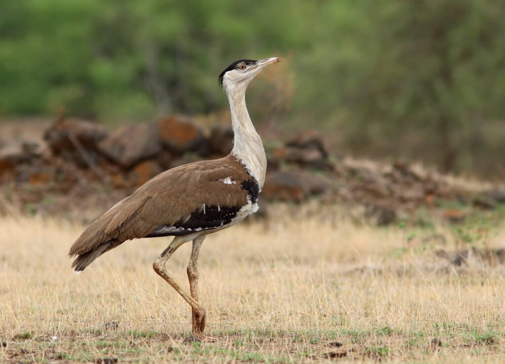 Great Indian bustard (Ardeotis nigriceps)