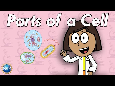 Cells & Cell Structure | Science For Kids