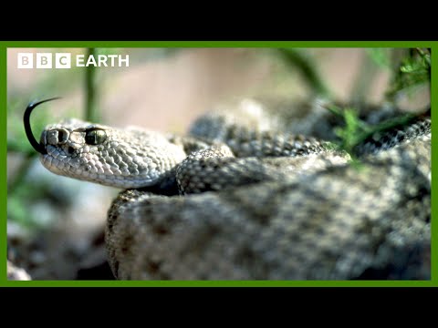 Rattlesnake Swallowing Kill Up Close | Deep into the Wild | BBC Earth