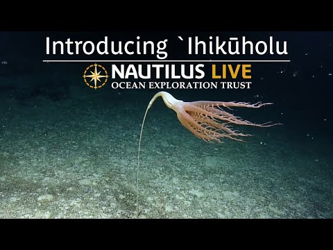 ʻIhikūholu: Hawaiian Name Granted to Majestic Sea Pen | Nautilus Live