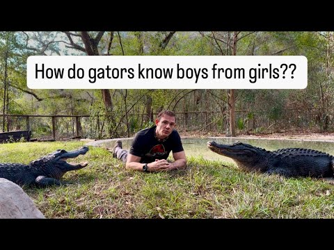 How do gators know boys from girls?