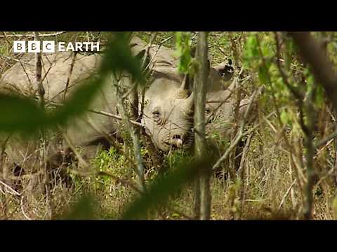 Black Rhino Family Spotted In The Wild | BBC Earth