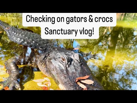 Checking on gators & crocs, sanctuary vlog!