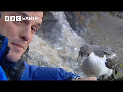 Meeting The Birds of Antarctica | Deep Into The Wild | BBC Earth