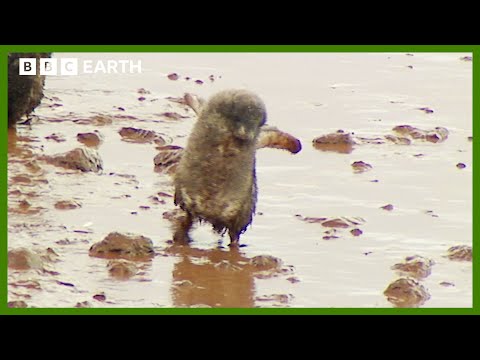 What is ‘Food Running’ and Why Do Penguins Do It? | Deep into the Wild | BBC Earth