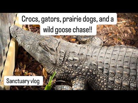 Crocs, gators, prairie dogs & a wild goose chase!