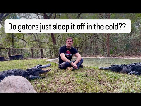 Do gators sleep through cold weather?