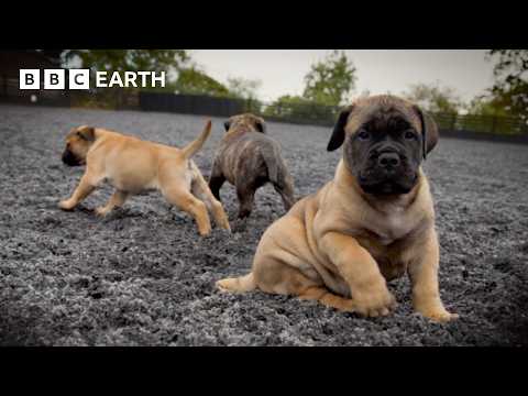 Baby Bull Mastiffs Begin To Explore | Wonderful World of Puppies | BBC Earth