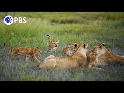 Lion Mothers Overrun with Cubs After Syncing Pregnancies