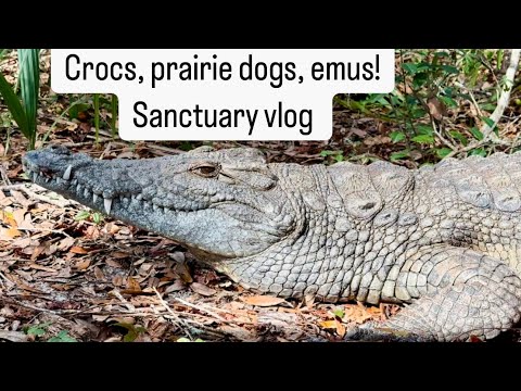 Crocs, prairie dogs, emus, sanctuary vlog!