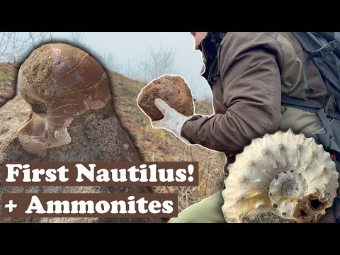 Iredescent Nautilus score while fossil hunting!