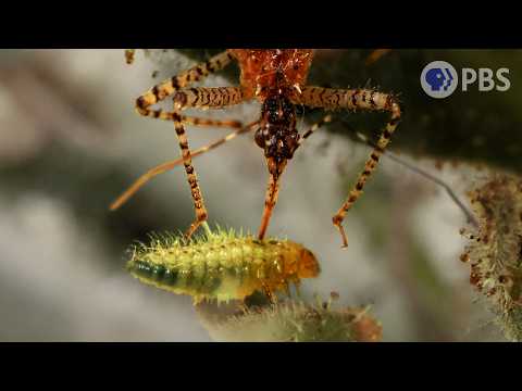 4 of the Deadliest Tiny Hunters We’ve Ever Filmed | Deep Look