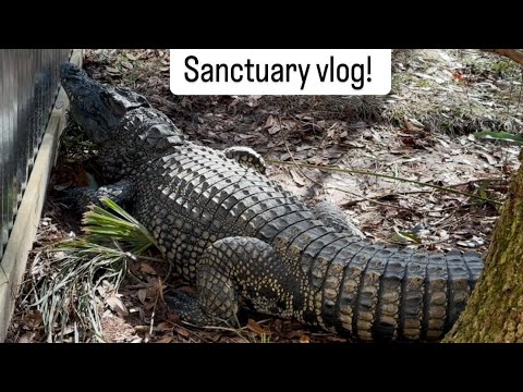 Checkin on the crocs, Sanctuary vlog