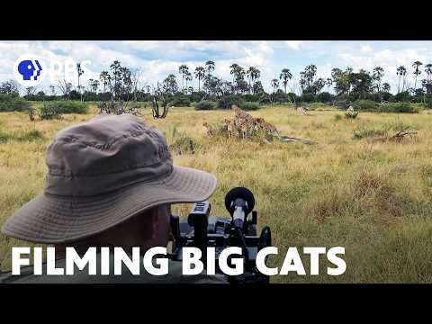 Filming Africa’s Three Big Cats