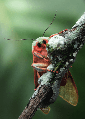 No common name, Chlorhoda thoracica