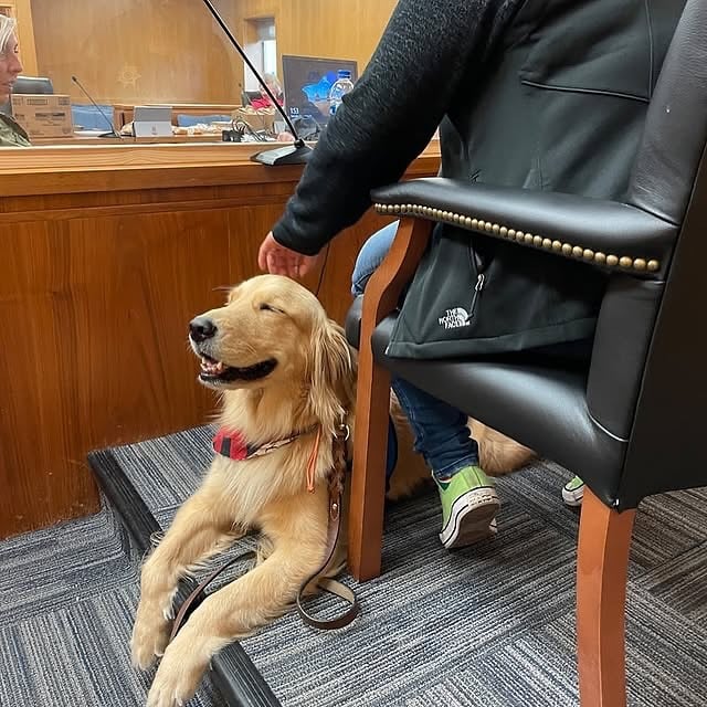 These Courthouse facility dogs help victims feel calm and safe while testifying against their abusers, providing emotional support during tough moment…