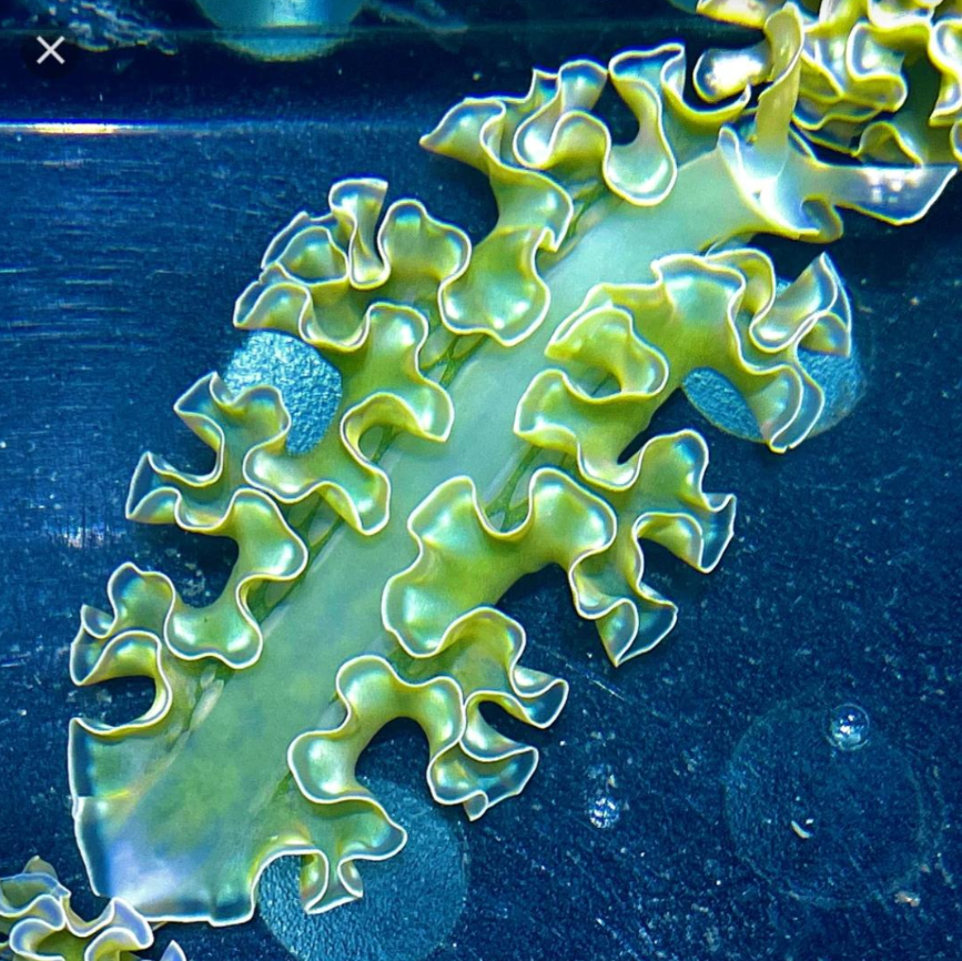 So many beautiful animals in the ocean, and the lettuce sea slug (elysia crispata) is among them!