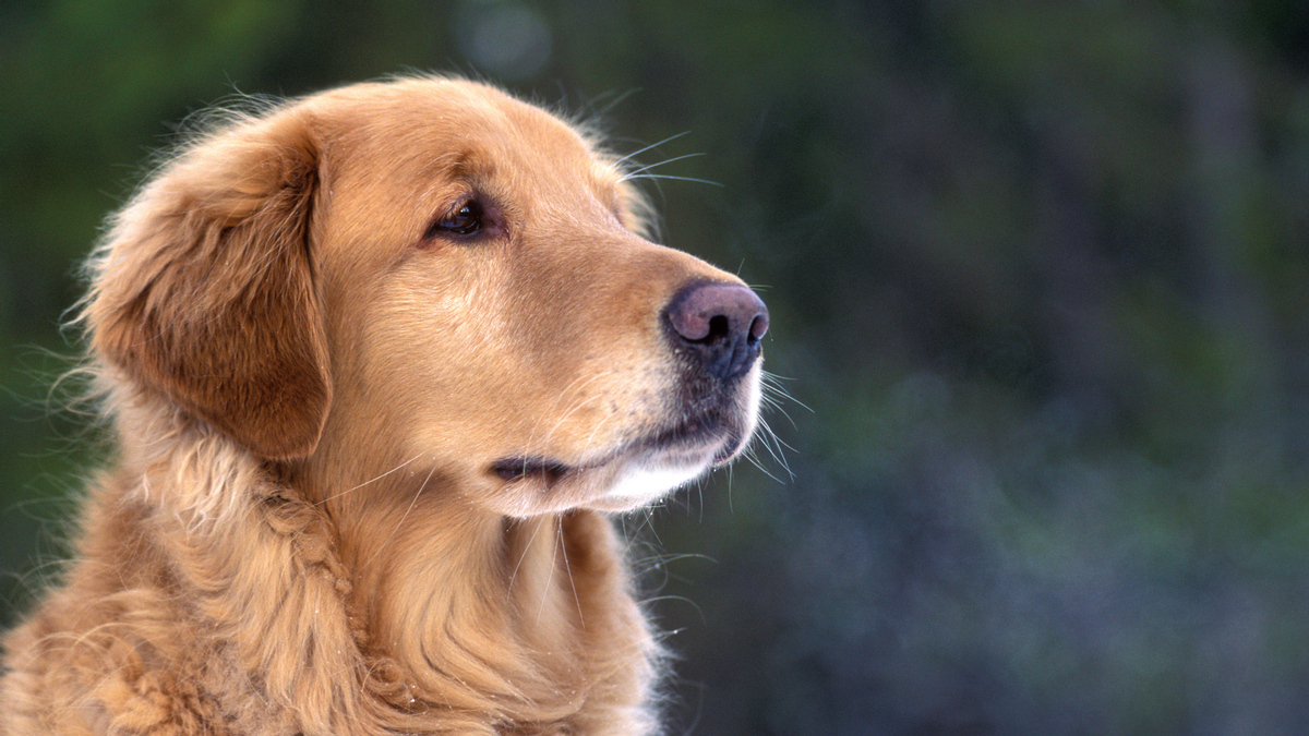 Golden Retrievers’ Average Lifespans Are Decreasing? Here’s What Data Shows