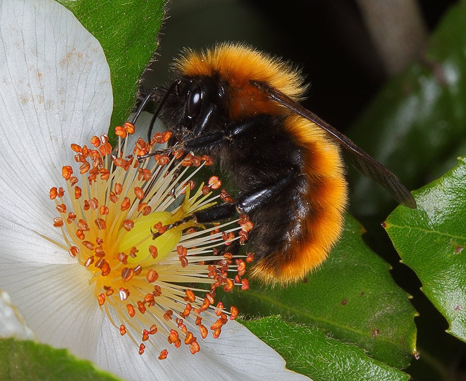 Chilean Bumblebee (Bombus dahlbomii)